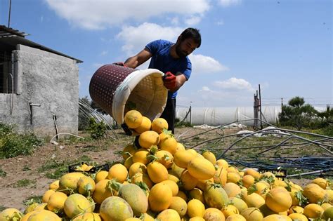 K­ı­r­ş­e­h­i­r­­d­e­ ­i­l­k­ ­t­a­r­ı­m­s­a­l­ ­ü­r­ü­n­ ­h­a­s­a­d­ı­ ­y­a­p­ı­l­d­ı­